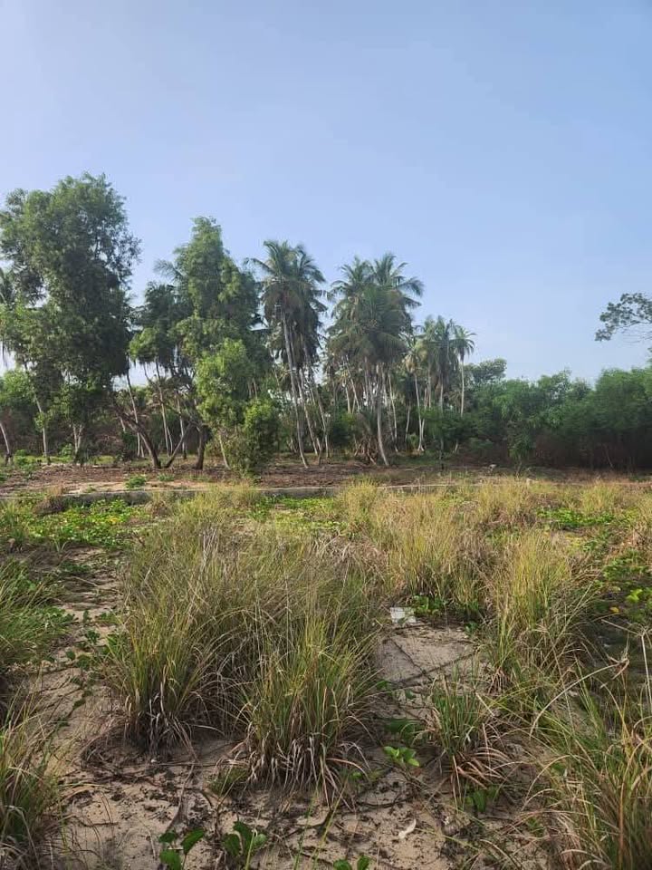 COTE DIVOIRE ASSINIE MAFIA  EN VENTE  TERRAINS