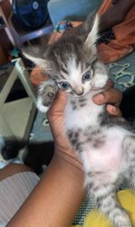 Chaton