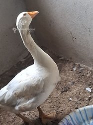 Oie de toulouse mâle