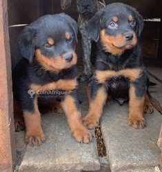 Chiots Rottweiler
