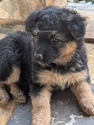Chiots Berger Allemand