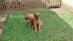 Chiots boerbool