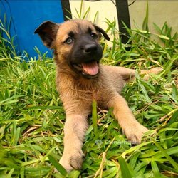 Chiot Belusky