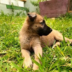 Chiot Belusky