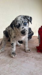 Chiot husky-dog allemand