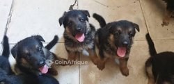 Chiot berger allemand pure sang
