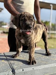 Chiot boerboel
