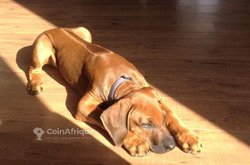 Chiot ridgeback de lignée