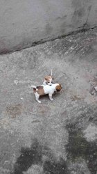 Chiots adorable