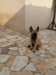 Chiots Berger Malinois