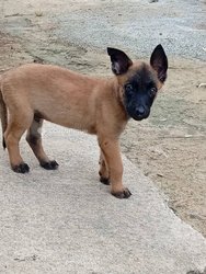 Chiots Berger Malinois