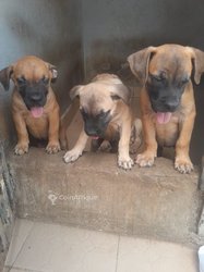 Chiot Boerbool