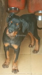 Chiots rottweiler pure sang disponible