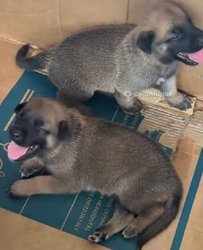 Chiot berger malinois