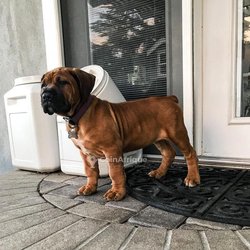 Chiot Boerboel