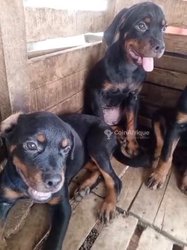 Chiot rottweiler