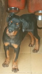 Chiots rottweiler pure sang disponible
