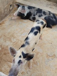 Porcs