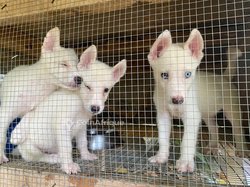Chiots husky