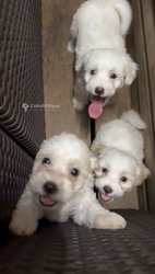 Bichon femelle