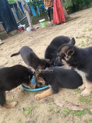 Chiot berger allemand