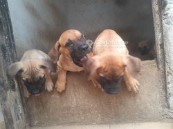 Chiot boerbool