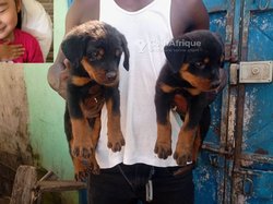Chiot rottweiler pur sang