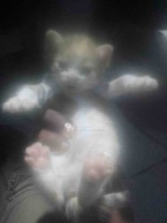 Chaton de maison 2 mois mignon
