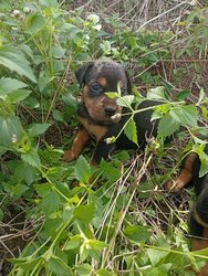 Chiots Rottweiler