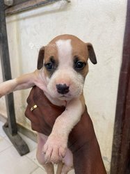 Chiot pitbull