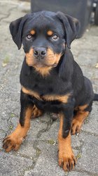 Chiot Rottweiler