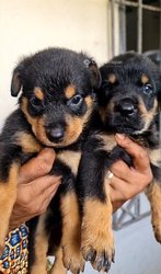 Chiots rottweiler pure sang