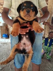 Chiots rottweiler pure sang
