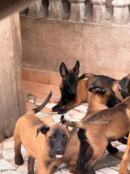 Chiots berger malinois pure sang