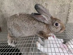 Lapins de consommation