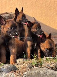 Chiot malinois