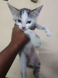 Chaton 4 mois