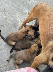 Chiot Berger Malinois