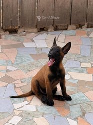Chiot berger belge malinois le vrais pure race