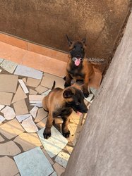 Chiot Berger Malinois