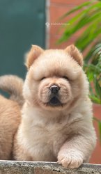 Chiots show show pur sang