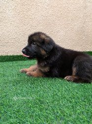 Chiots berger allemand pure sang