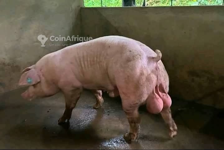 Porcs