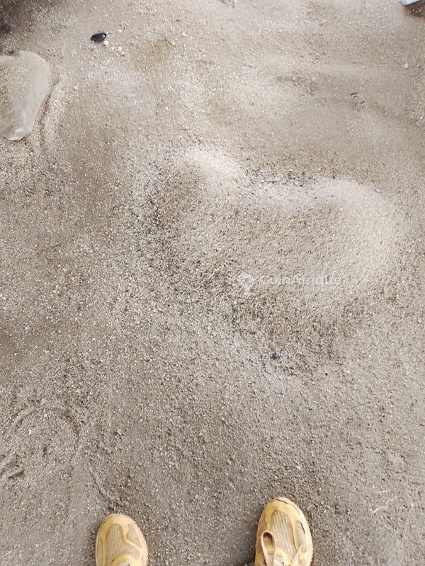 Coquillage Broyé