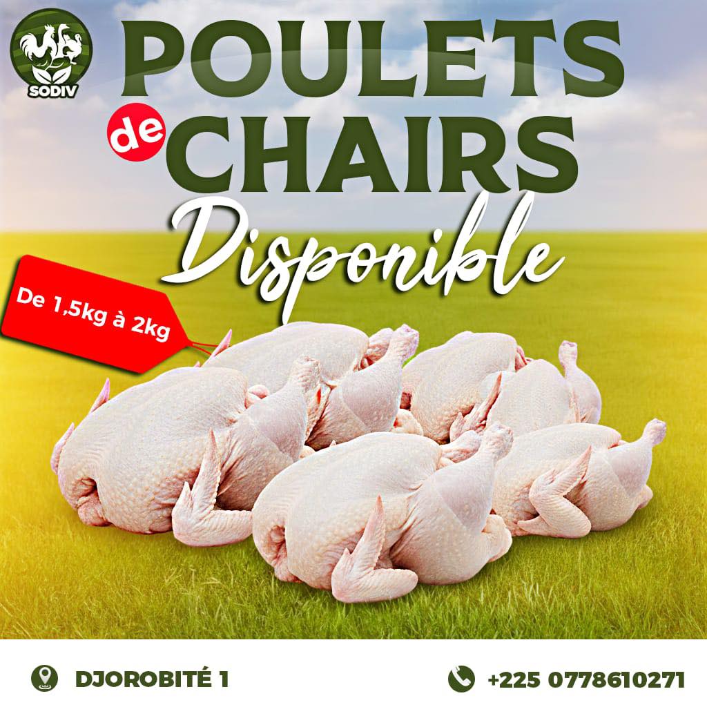 Les poulets de chair frais et bien charnus de SODIV