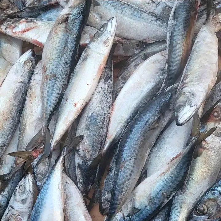 Poisson Marquereau
