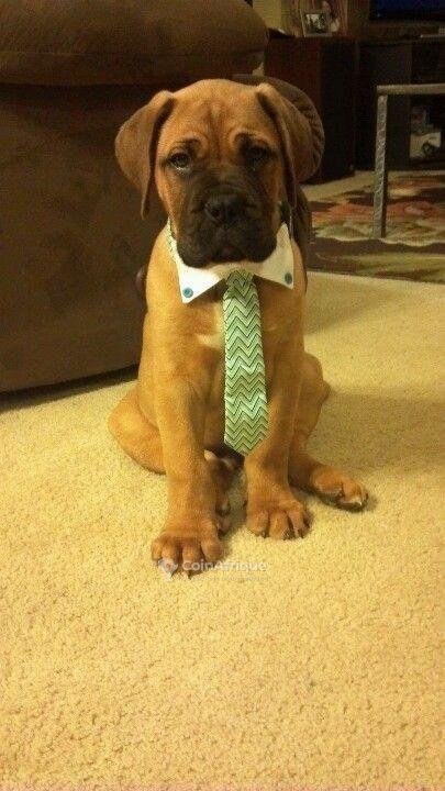 Chiot boerboel