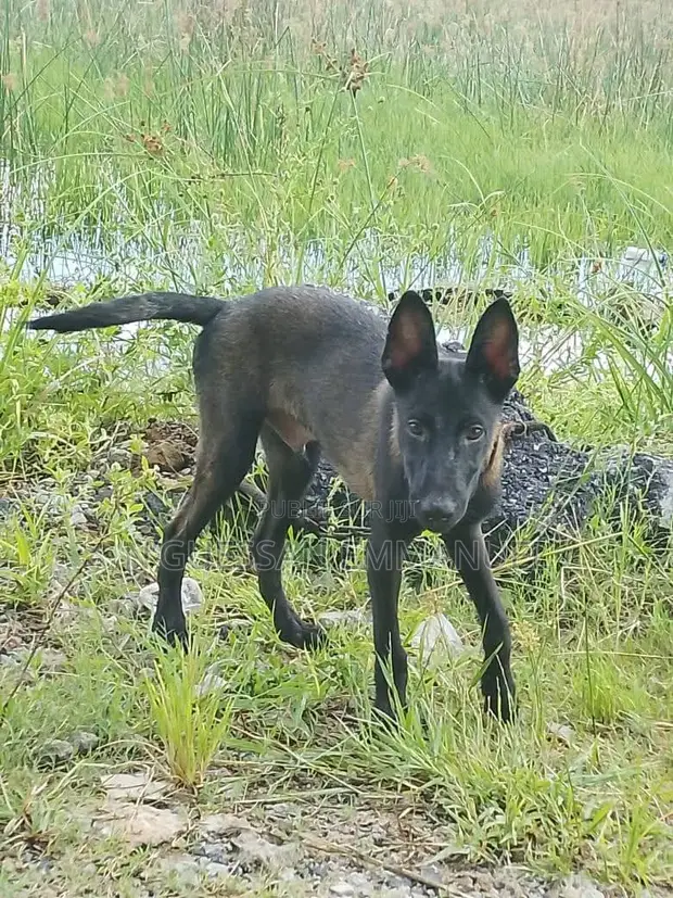 3-6 mois Homme Pure race Belgian Malinois