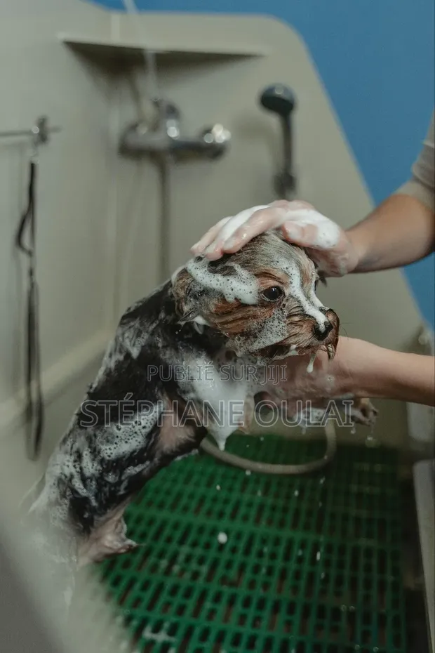 Toilettage À Domicile Pour Chiens