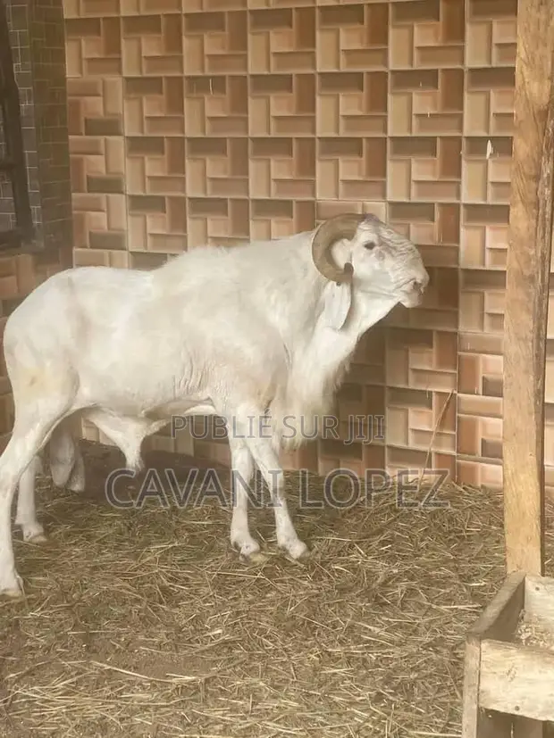 Mouton Belier